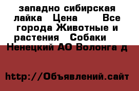 западно сибирская лайка › Цена ­ 0 - Все города Животные и растения » Собаки   . Ненецкий АО,Волонга д.